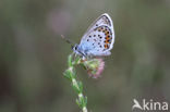 Silver Studded Blue (Plebejus argus)