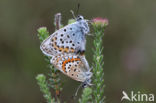 Silver Studded Blue (Plebejus argus)