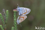 Silver Studded Blue (Plebejus argus)