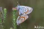 Silver Studded Blue (Plebejus argus)