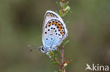 Silver Studded Blue (Plebejus argus)