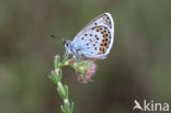 Silver Studded Blue (Plebejus argus)