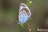 Silver Studded Blue (Plebejus argus)