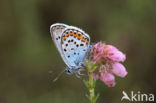 Silver Studded Blue (Plebejus argus)