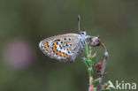 Silver Studded Blue (Plebejus argus)