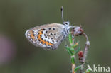 Silver Studded Blue (Plebejus argus)