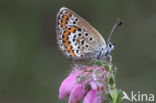 Heideblauwtje (Plebejus argus)