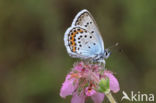 Silver Studded Blue (Plebejus argus)