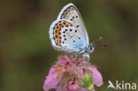 Silver Studded Blue (Plebejus argus)