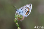 Silver Studded Blue (Plebejus argus)