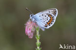 Silver Studded Blue (Plebejus argus)