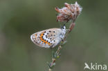 Silver Studded Blue (Plebejus argus)