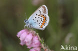 Silver Studded Blue (Plebejus argus)