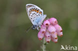 Silver Studded Blue (Plebejus argus)