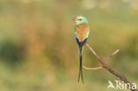 Sahelscharrelaar (Coracias abyssinica)