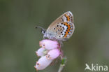 Silver Studded Blue (Plebejus argus)