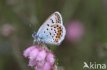 Silver Studded Blue (Plebejus argus)