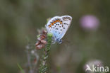 Silver Studded Blue (Plebejus argus)