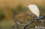 Koereiger (Bubulcus ibis)