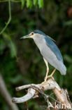 Kwak (Nycticorax nycticorax)