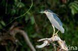 Night Heron (Nycticorax nycticorax)