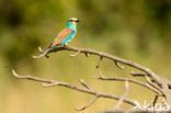 Sahelscharrelaar (Coracias abyssinica)