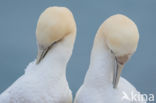 Northern Gannet (Morus bassanus)