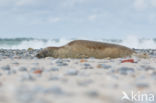 Grey Seal (Halichoerus grypus)