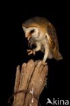 Barn Owl (Tyto alba)