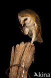 Barn Owl (Tyto alba)