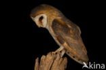 Barn Owl (Tyto alba)