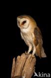 Barn Owl (Tyto alba)