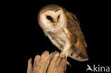 Barn Owl (Tyto alba)