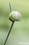 Sawfly (Athalia rosae)