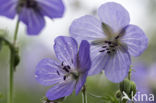 Beemdooievaarsbek (Geranium pratense)