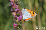 Large Copper (Lycaena dispar)