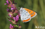 Large Copper (Lycaena dispar)