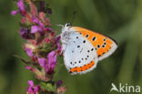 Large Copper (Lycaena dispar)