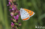 Large Copper (Lycaena dispar)