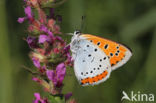 Large Copper (Lycaena dispar)