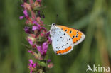 Large Copper (Lycaena dispar)