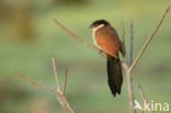 Senegalese Spoorkoekoek (Centropus senegalensis)