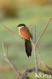 Senegal Coucal (Centropus senegalensis)