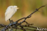 Cattle Egret (Bubulcus ibis)