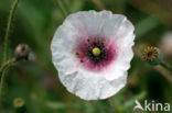 Klaproos (Papaver nigrotinctum)