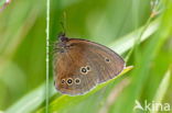 Ringlet (Aphantopus hyperantus)