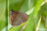 Ringlet (Aphantopus hyperantus)