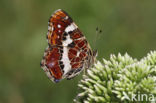 Map Butterfly (Araschnia levana)