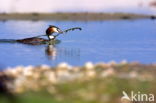 Great Crested Grebe (Podiceps cristatus)