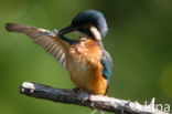 IJsvogel (Alcedo atthis)